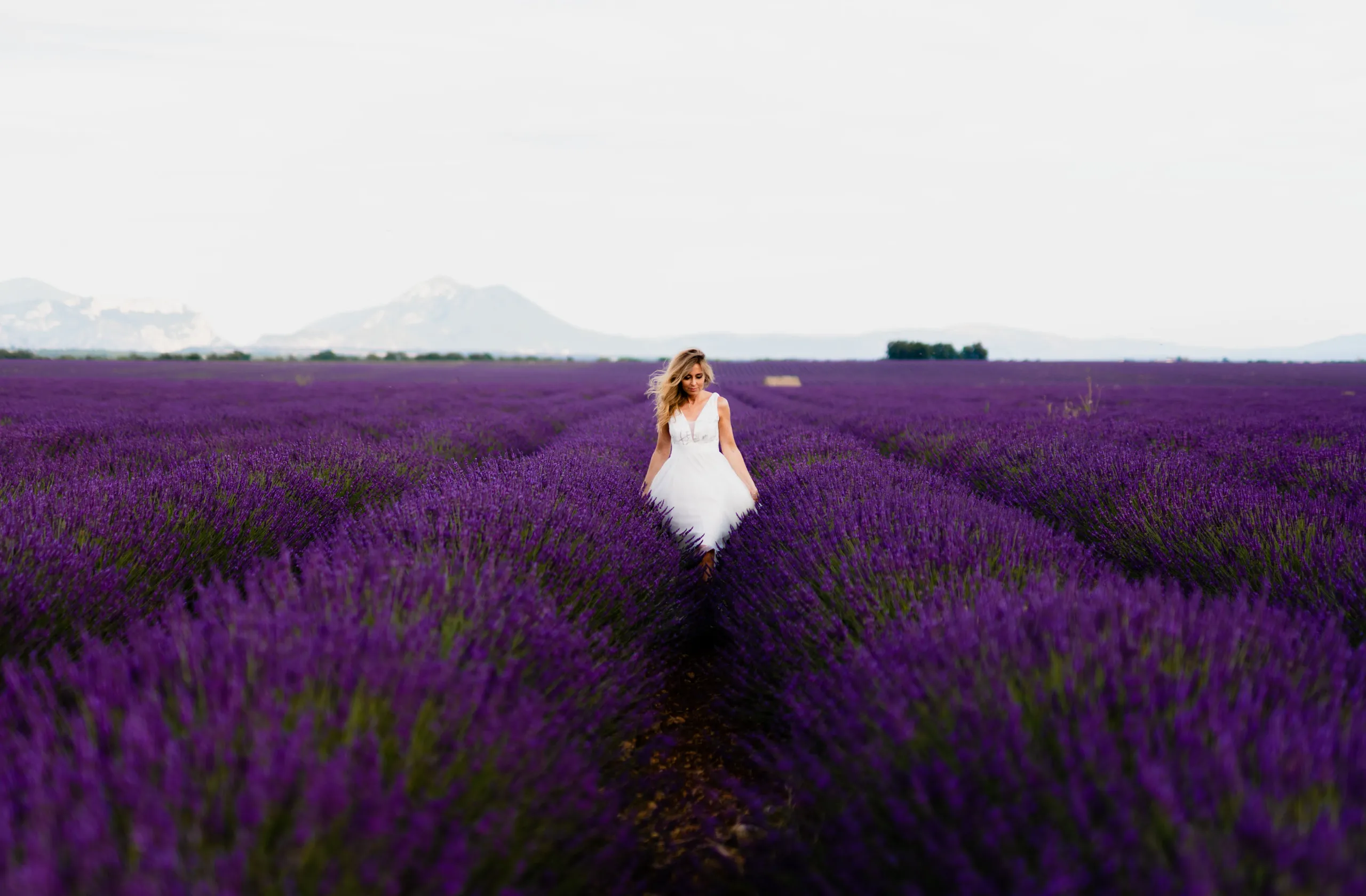 Séance photo Champs lavande Valensole - Photographe Provence