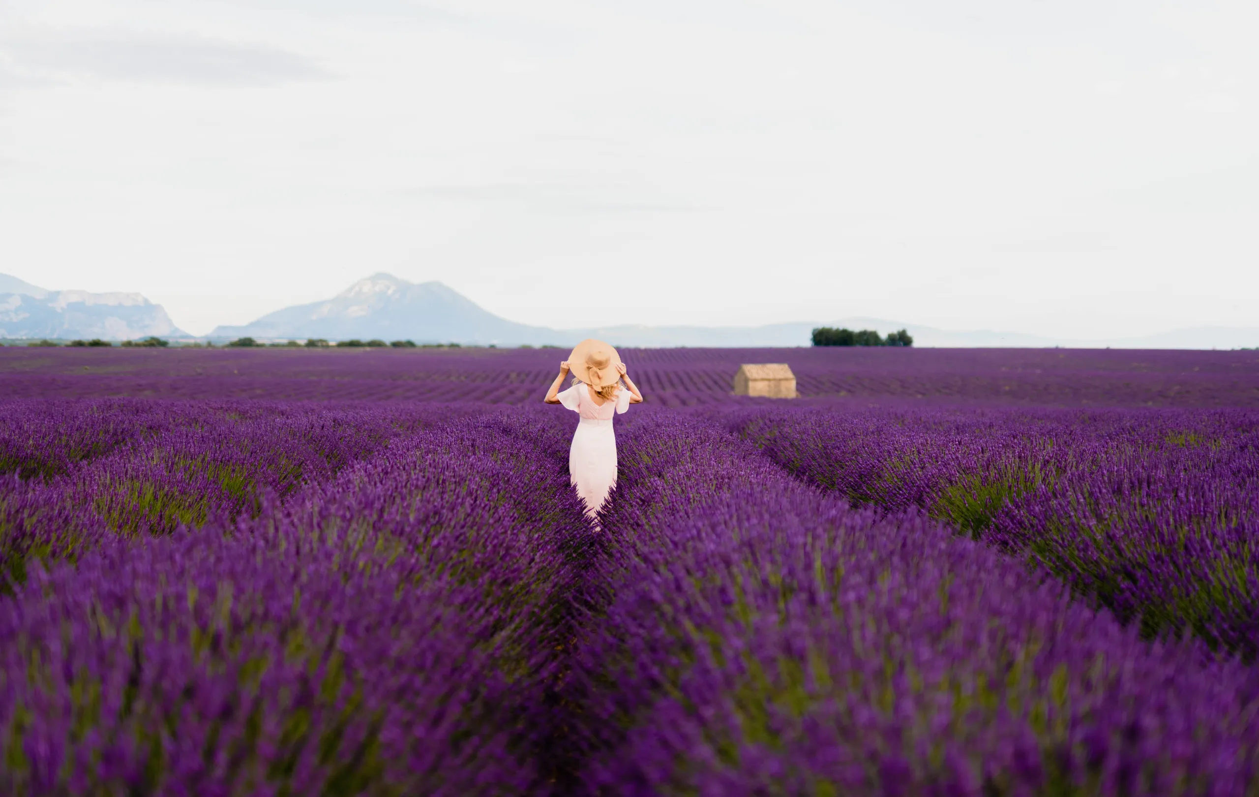 Séance photo Champs lavande Valensole - Photographe Provence
