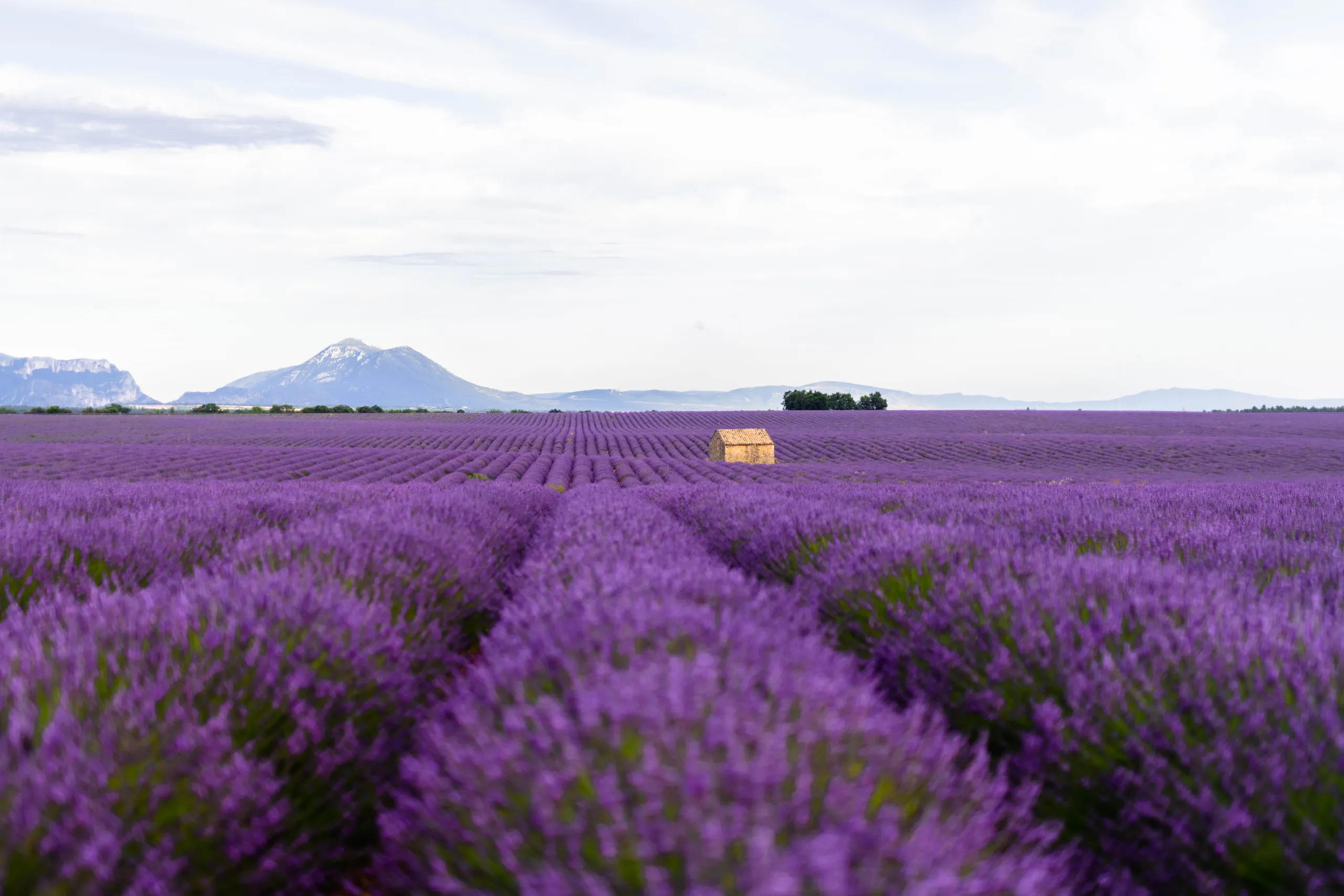 Séance photo Champs lavande Valensole - Photographe Provence