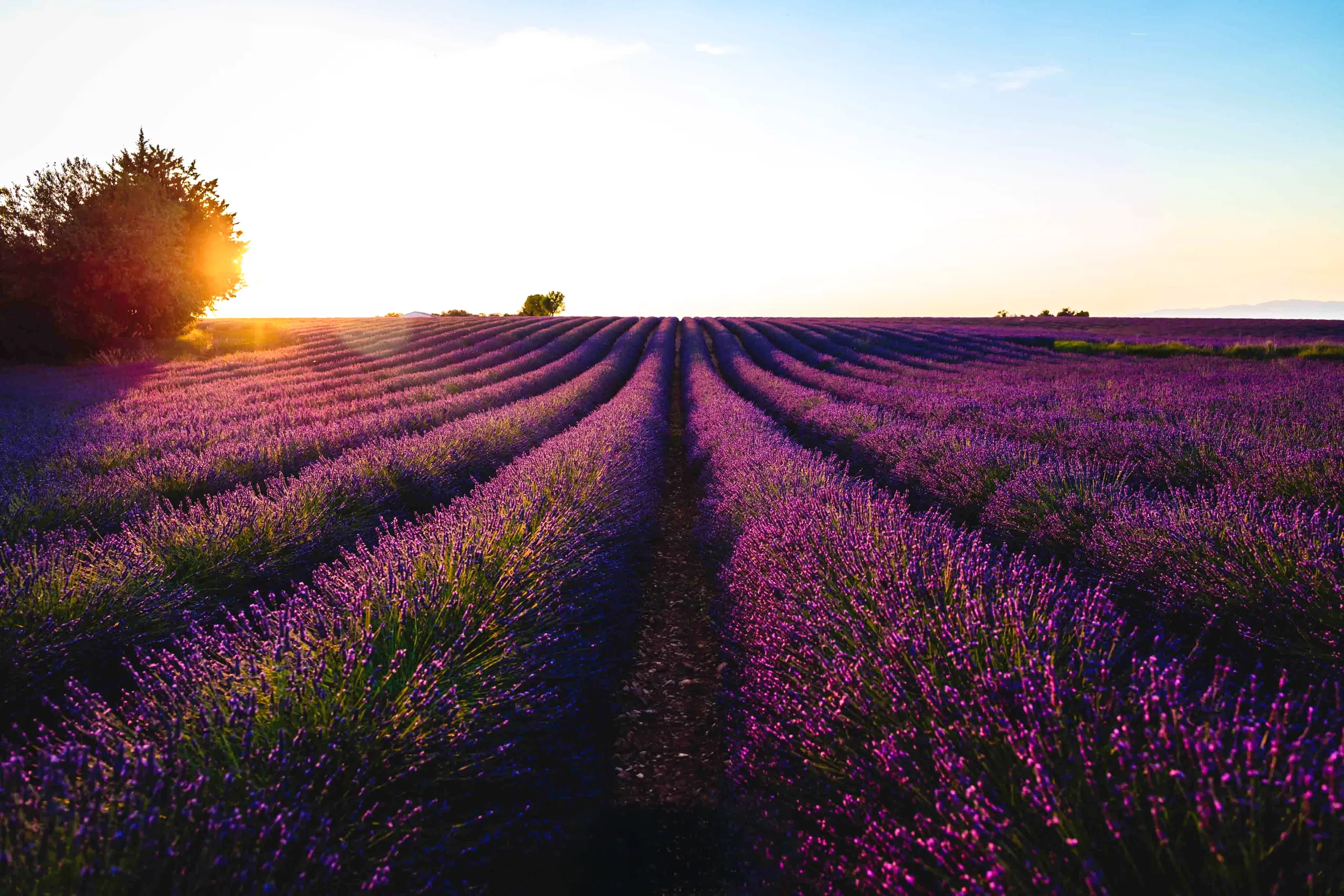 Séance photo Champs lavande Valensole - Photographe Provence Séance photo Champs lavande Valensole - Photographe Provence